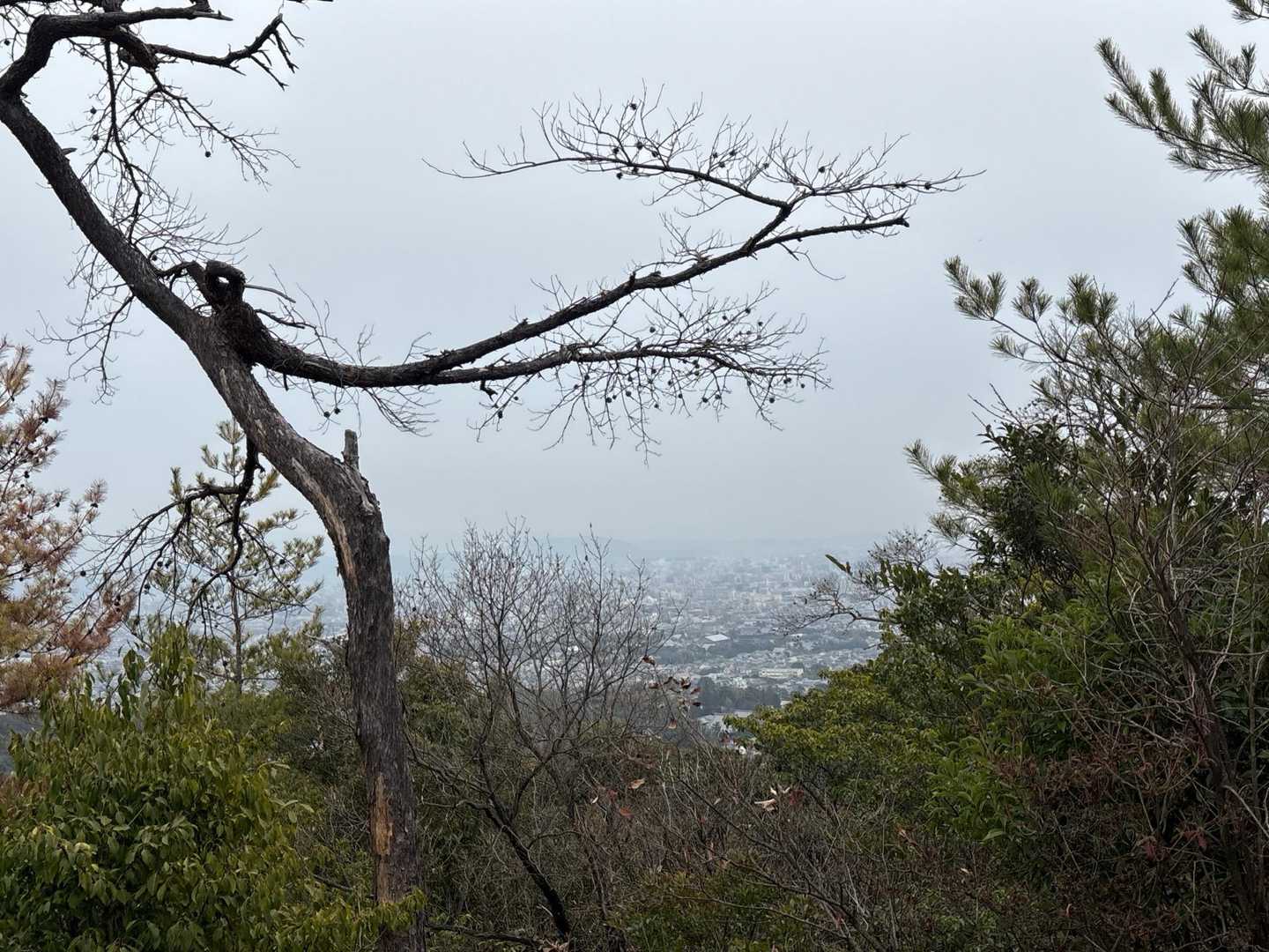 花園駅-双ヶ岡-御室仁和寺駅-御室仁和寺バス停-成就山-御 縦走コースの写真