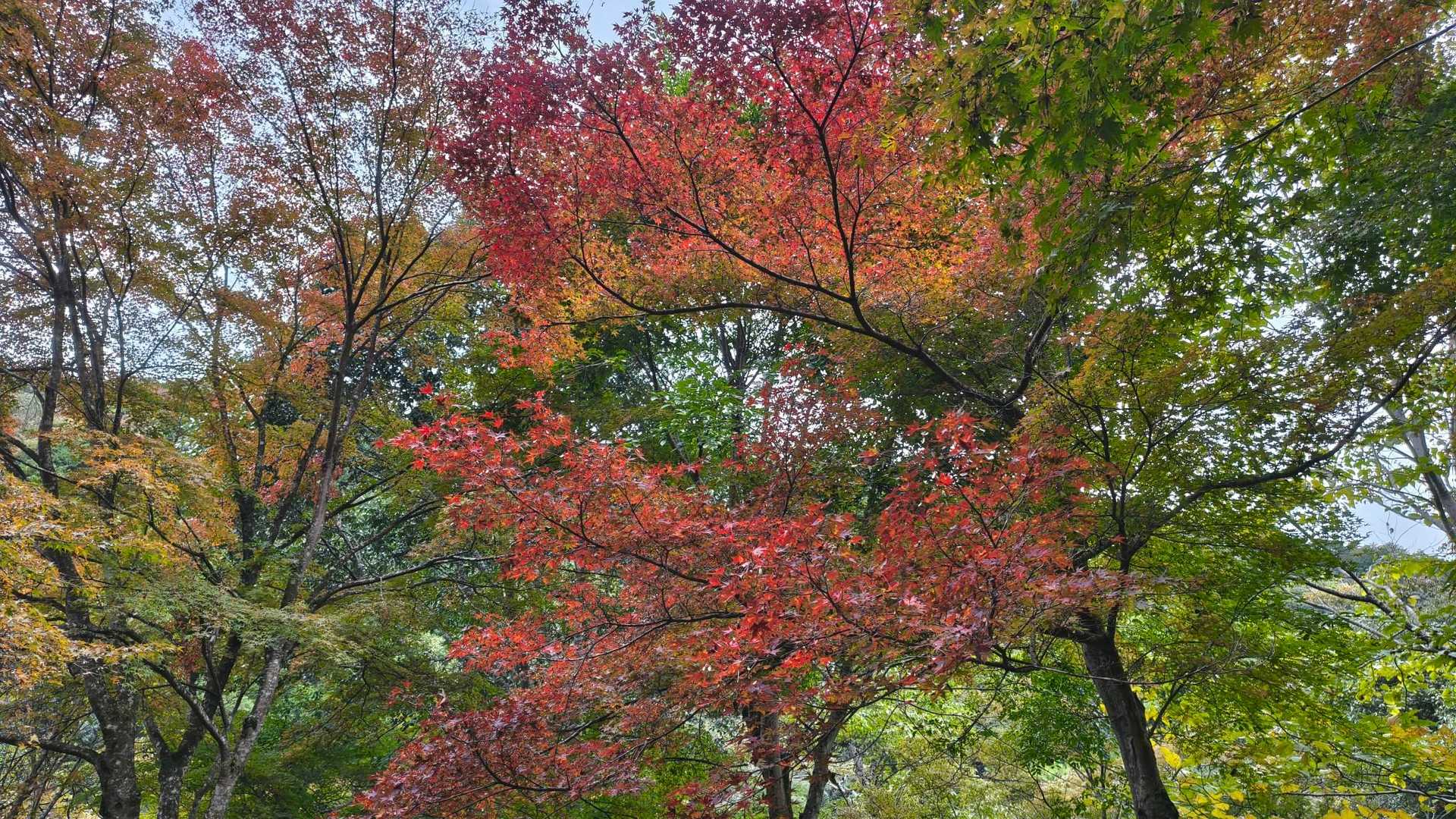 🍁