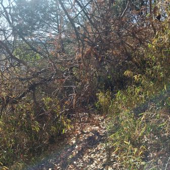 登山口の途中を枝がふさいでいますが隙間を通れます