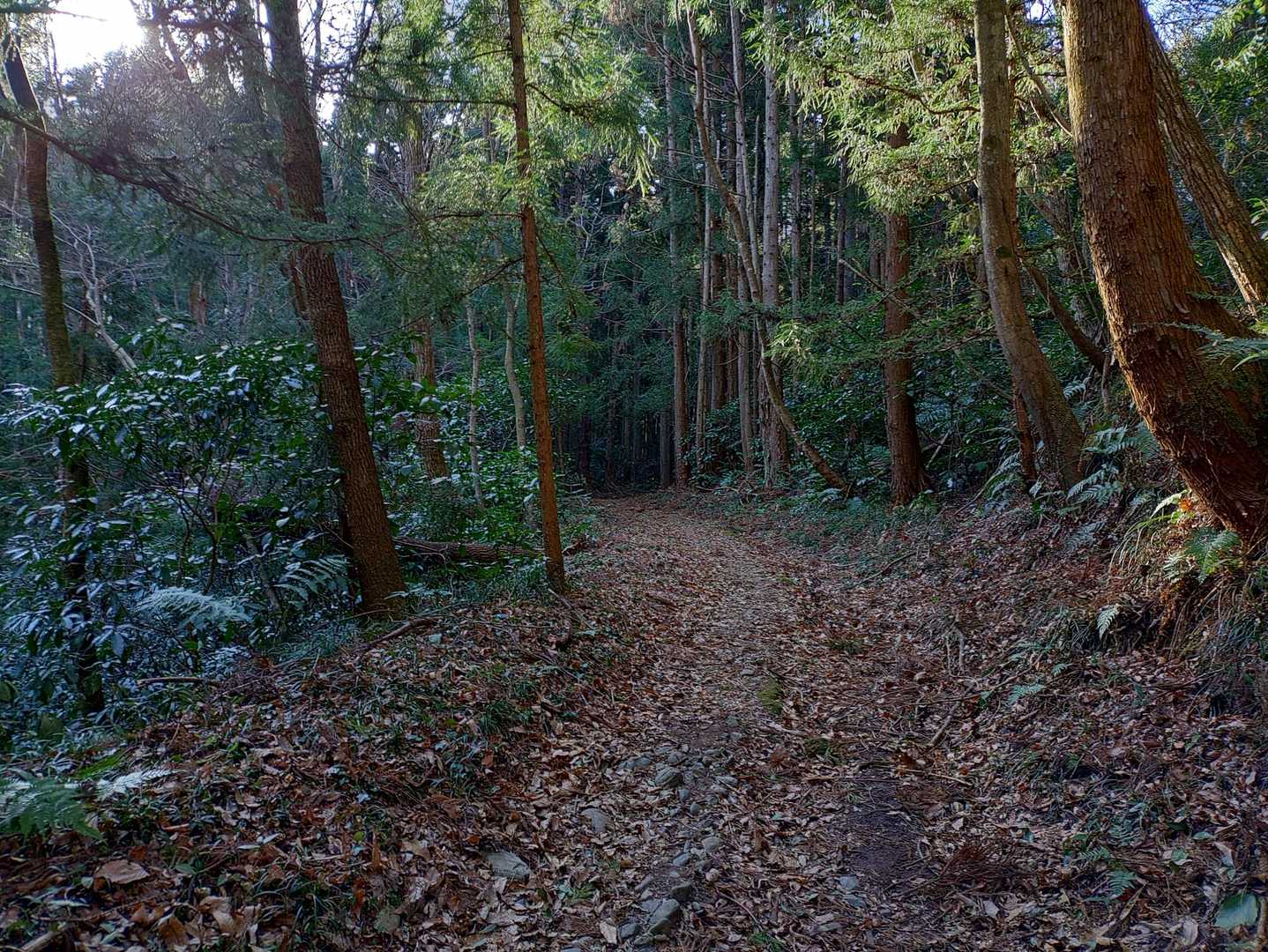 キモチ良い森林地帯をどこまでも歩く🚶‍♂️♪

登ってる感覚なし😁✌✨