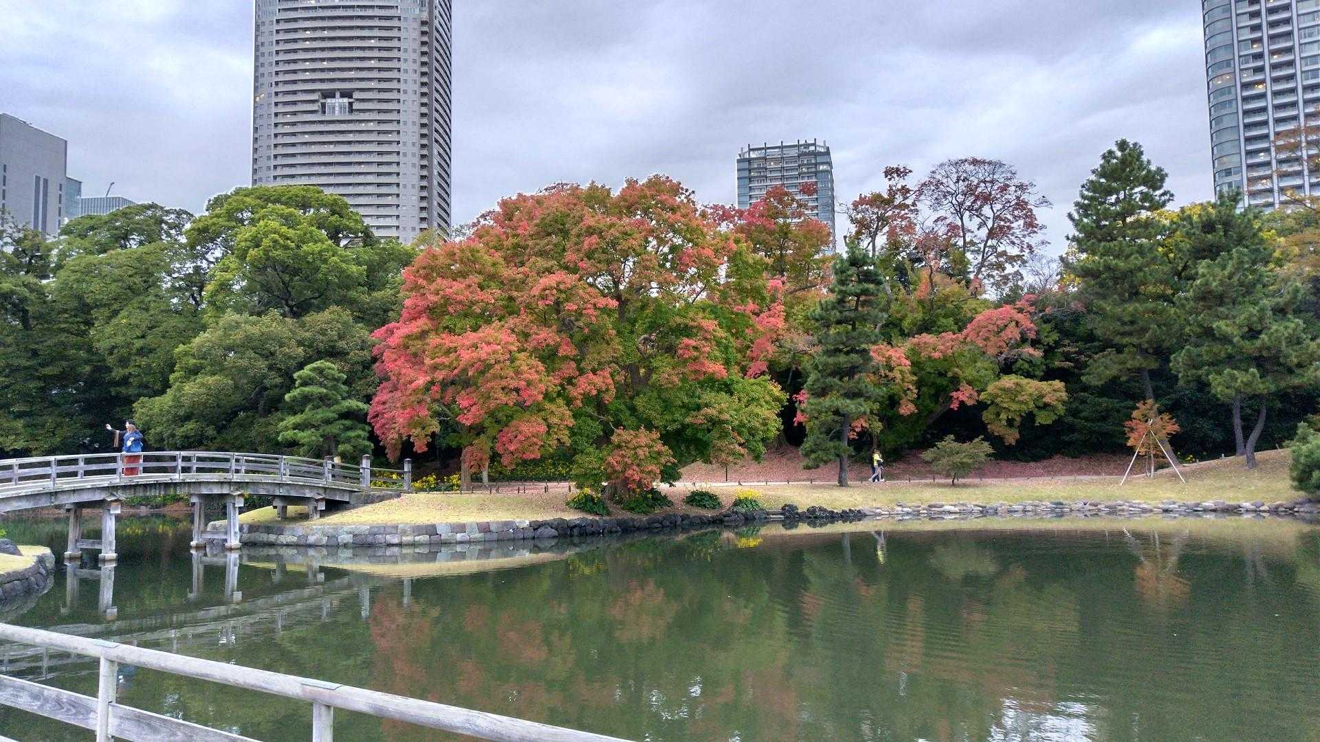 紅葉✨