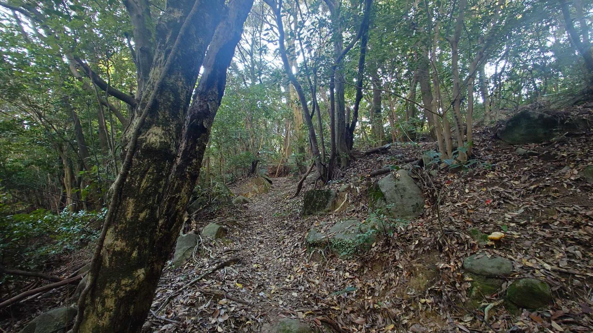 暑いけど樹林帯は大丈夫🙄

ただ小さい虫がずっとまとわりつく😵