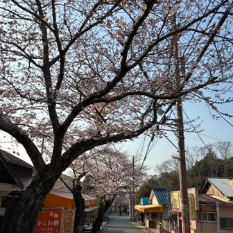 いい感じ🌸　
かしわ餅は時間早すぎて買えませんでした😅