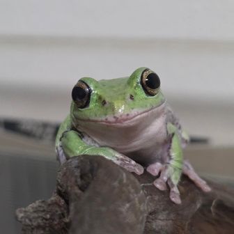 のび犬