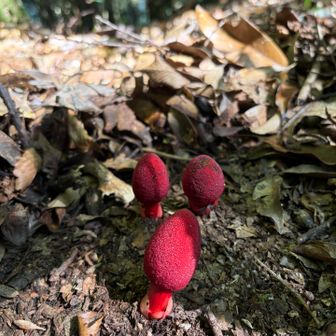 ツチトリモチ
別名ヤマデラボウズ（山寺坊主）
ハイノキ科（主にクロキ）の根に寄生する多年草 。

以前白岩山で見たミヤマツチトリモチは主にカエデ属などの根に寄生する(絶滅危惧種)
夫々、お好みがあるのですね🤗