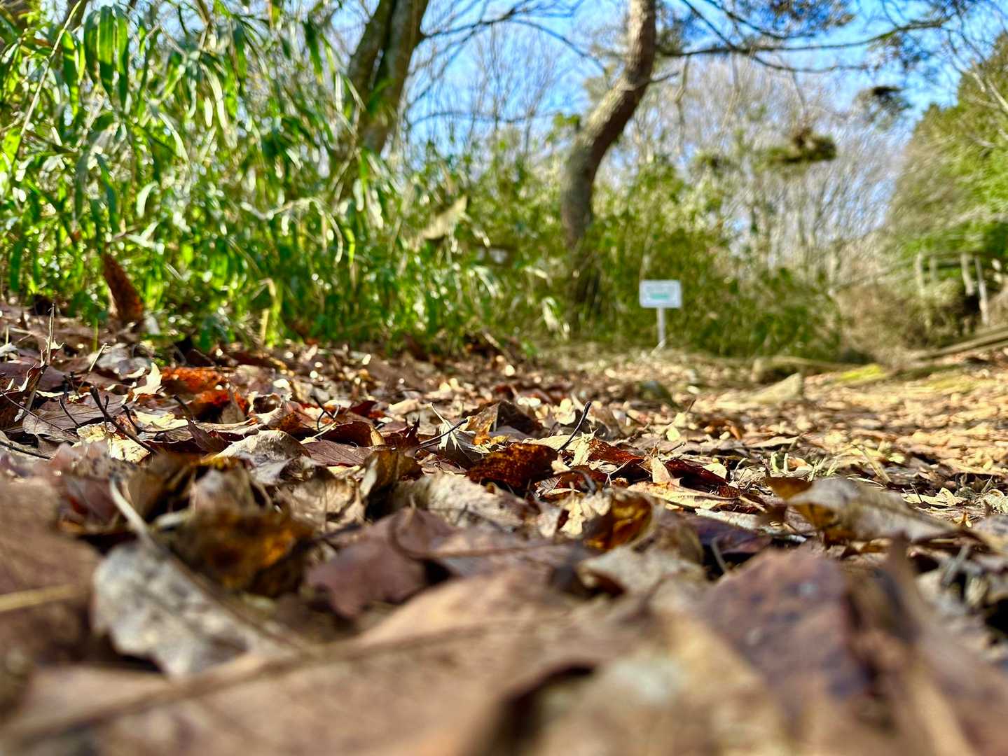 フカフカな落ち葉🍂の山道が心地良いです✨