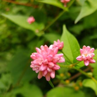 Google検索ヒメツルソバ🌸