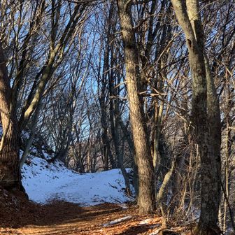 裏参道は、雪❄️が残っているみたい。