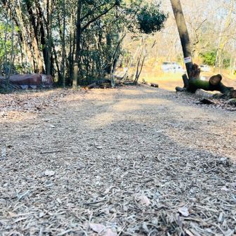 ウッドチップが敷かれていて優しい登山道🥾