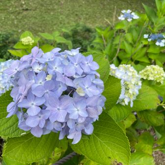 駐車場から歩く川沿い
紫陽花が美しく咲いています♡