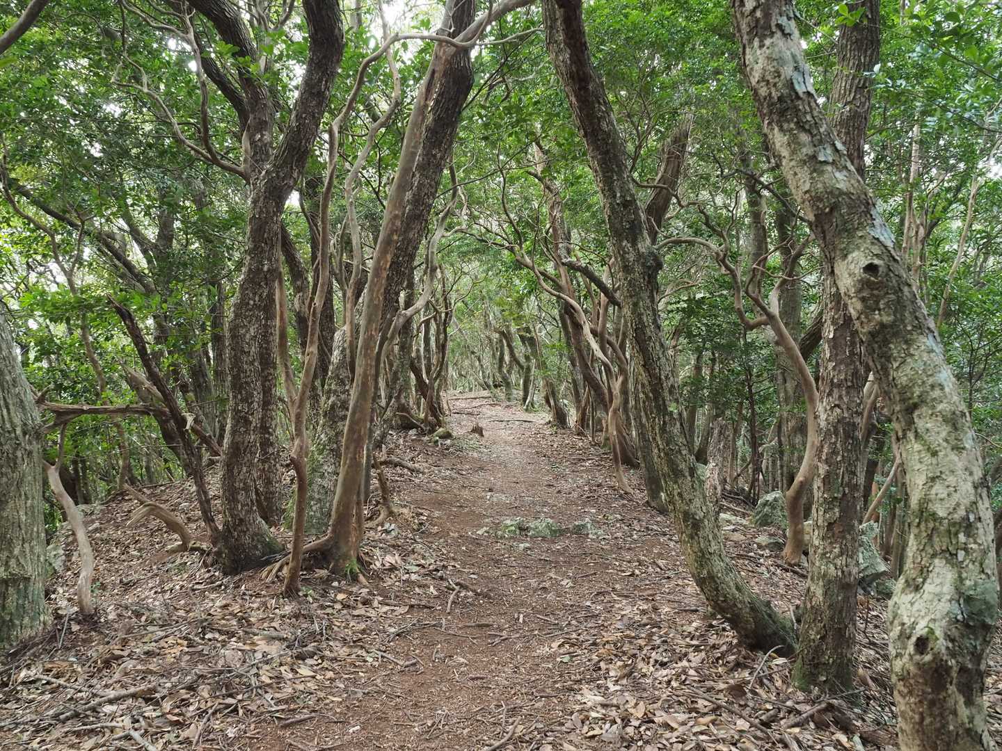 ふかふかの登山道