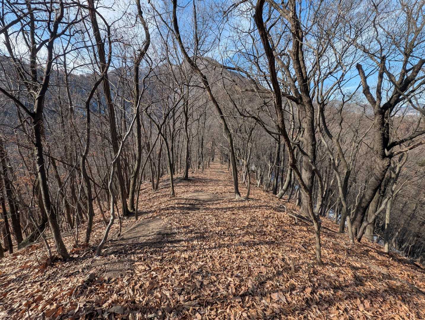 西側の尾根は歩きやすい
奥は冠着山