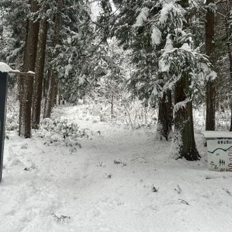 お墓の脇、川側から林道を進むと登山口