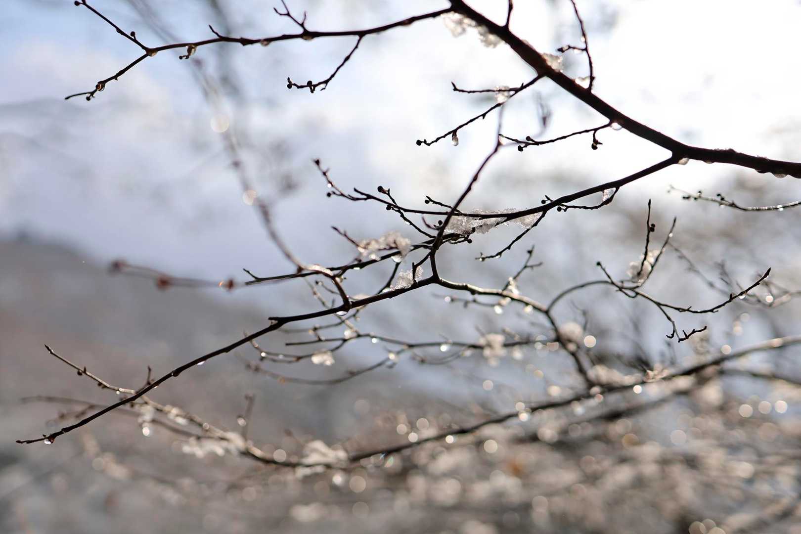 雪が溶けてきてキラキラ✨
そしてぼたぼた落ちてくる🤣