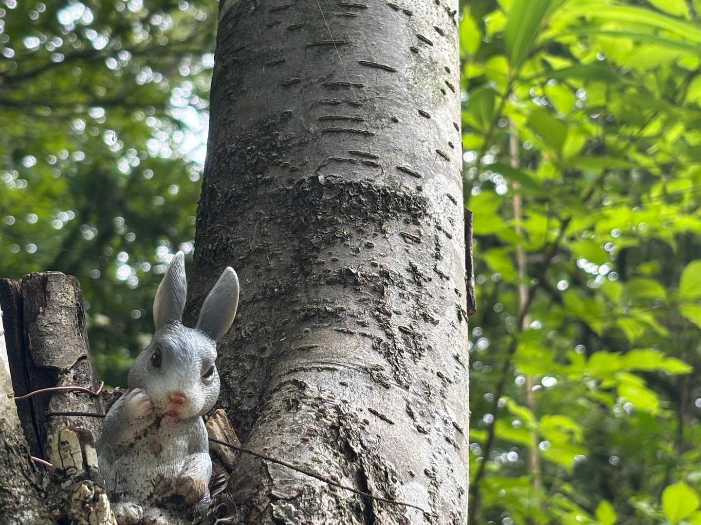 視線を感じて見上げると🐰