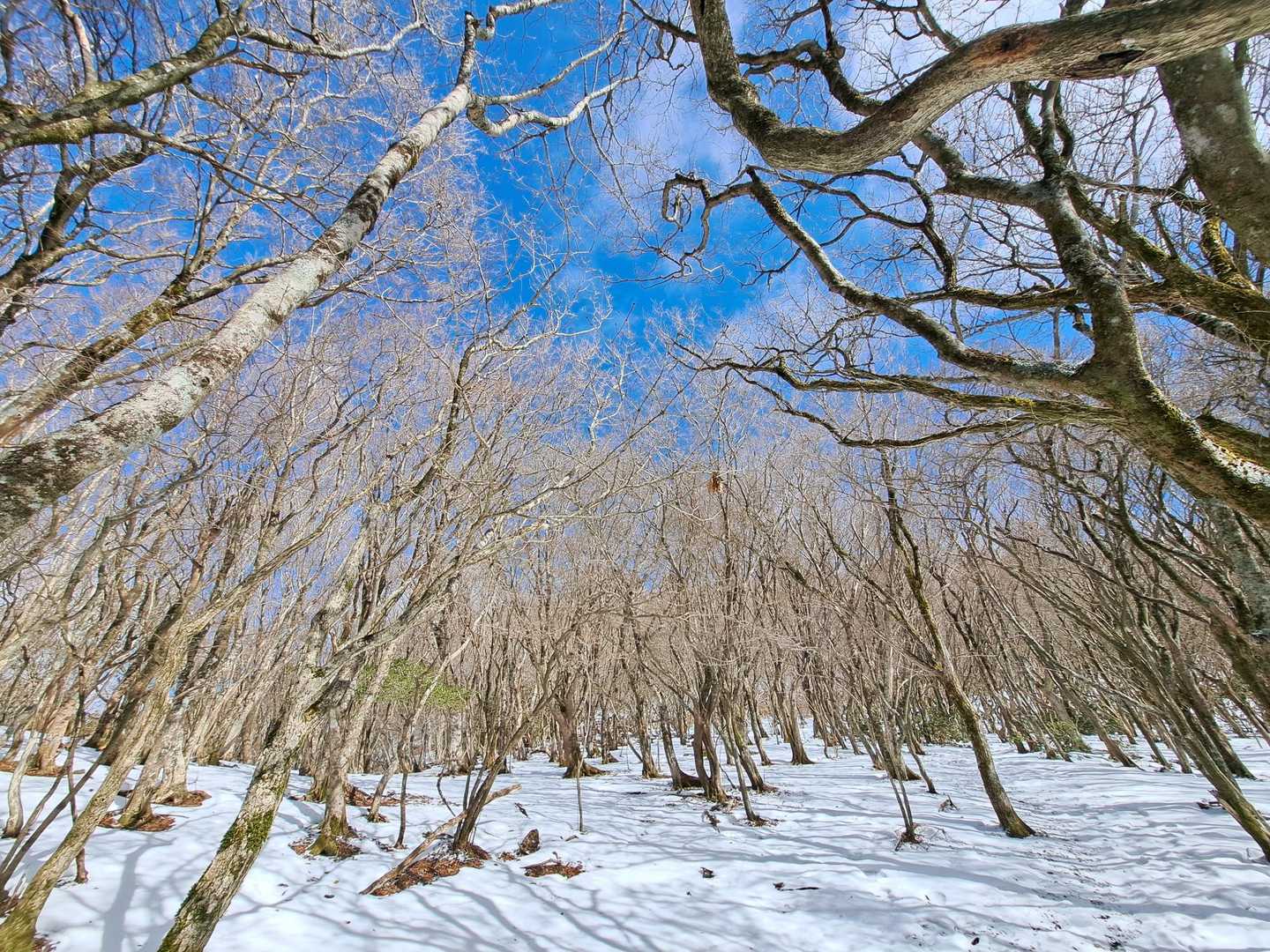 竜王山登山口-竜王山 往復コースの写真