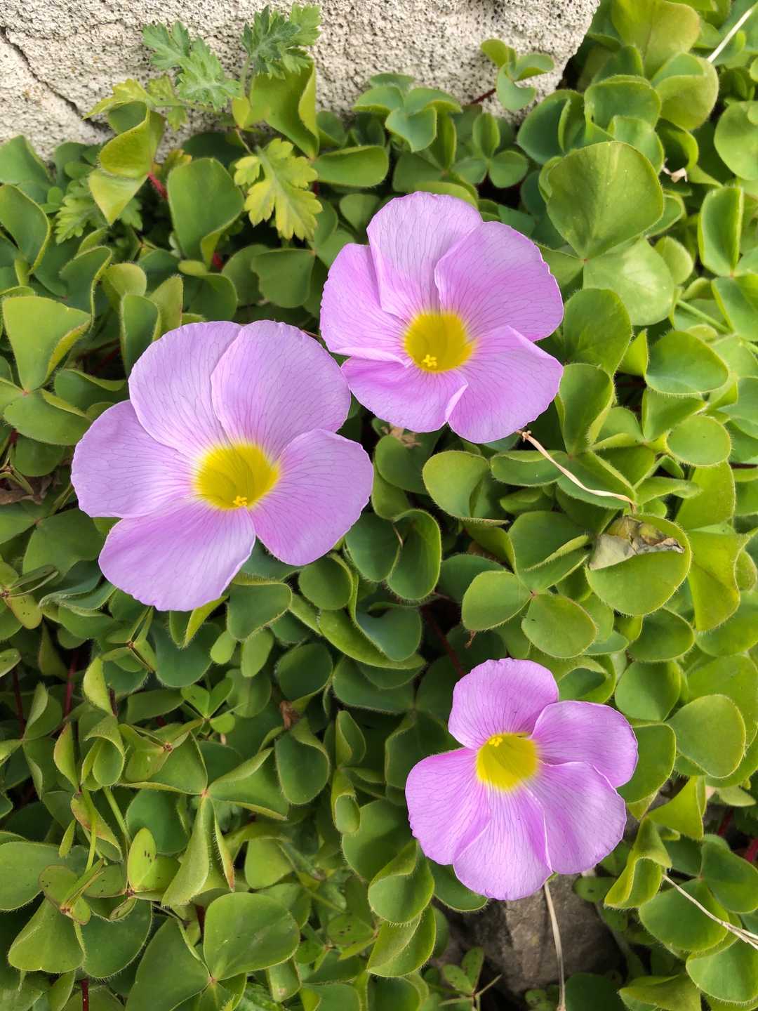 ピンクの可愛いお花🌸
癒しです✨