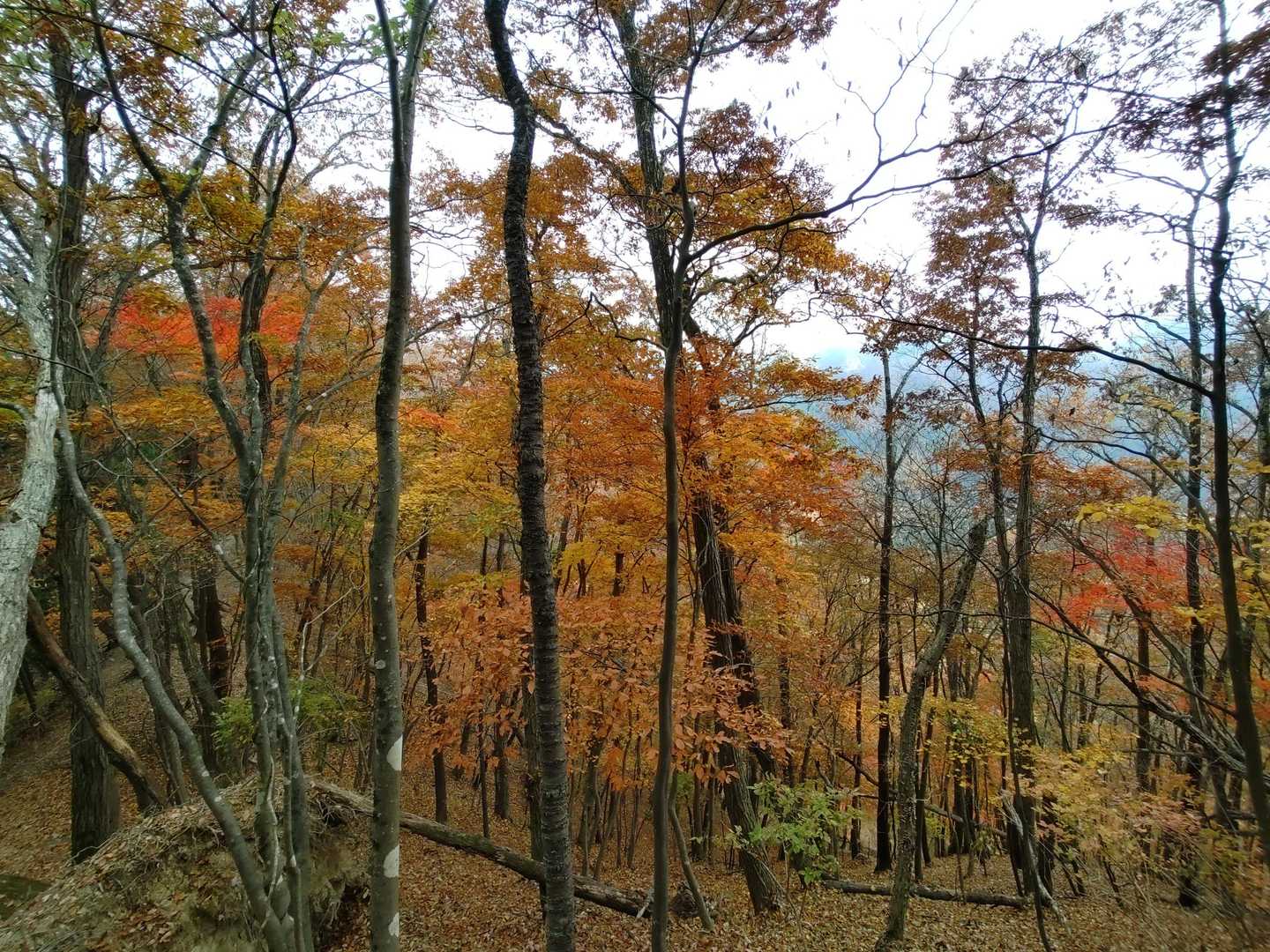 立野峠-倉岳山 往復コースの写真