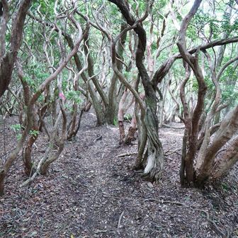 下山は距離はあるが緩やかルート