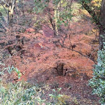 紅葉🍁狩りをしていたのか？