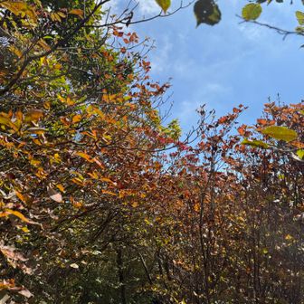少し紅葉してます🍁