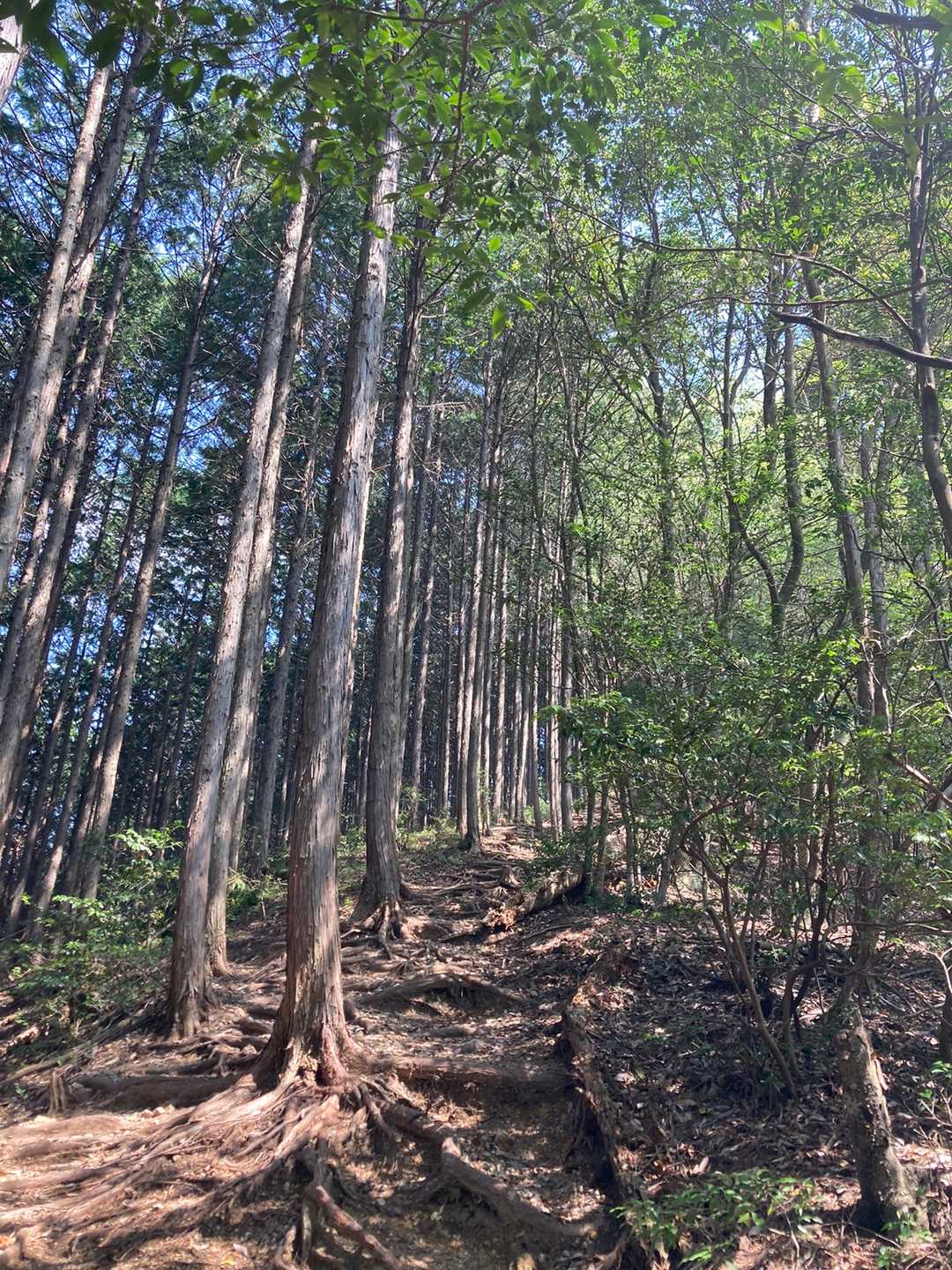 納古山 周回コースの写真