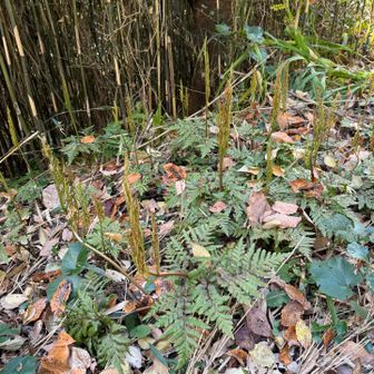 コレはフユノオオハナワラビとの事☝️