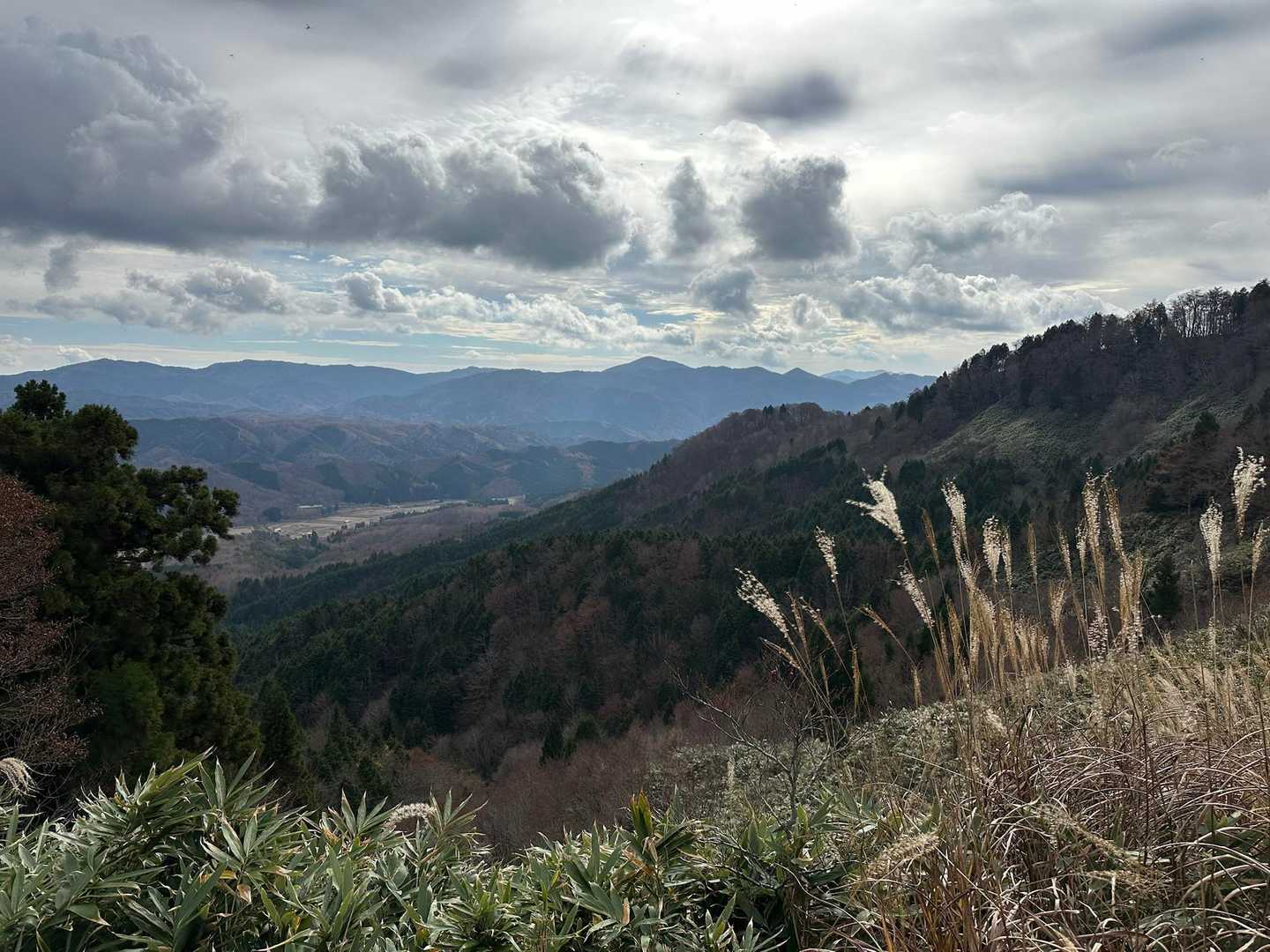 赤和瀬登山口-丸山登山口-丸山-ブナの谷頭-霧ヶ原-伯州山 周回コースの写真