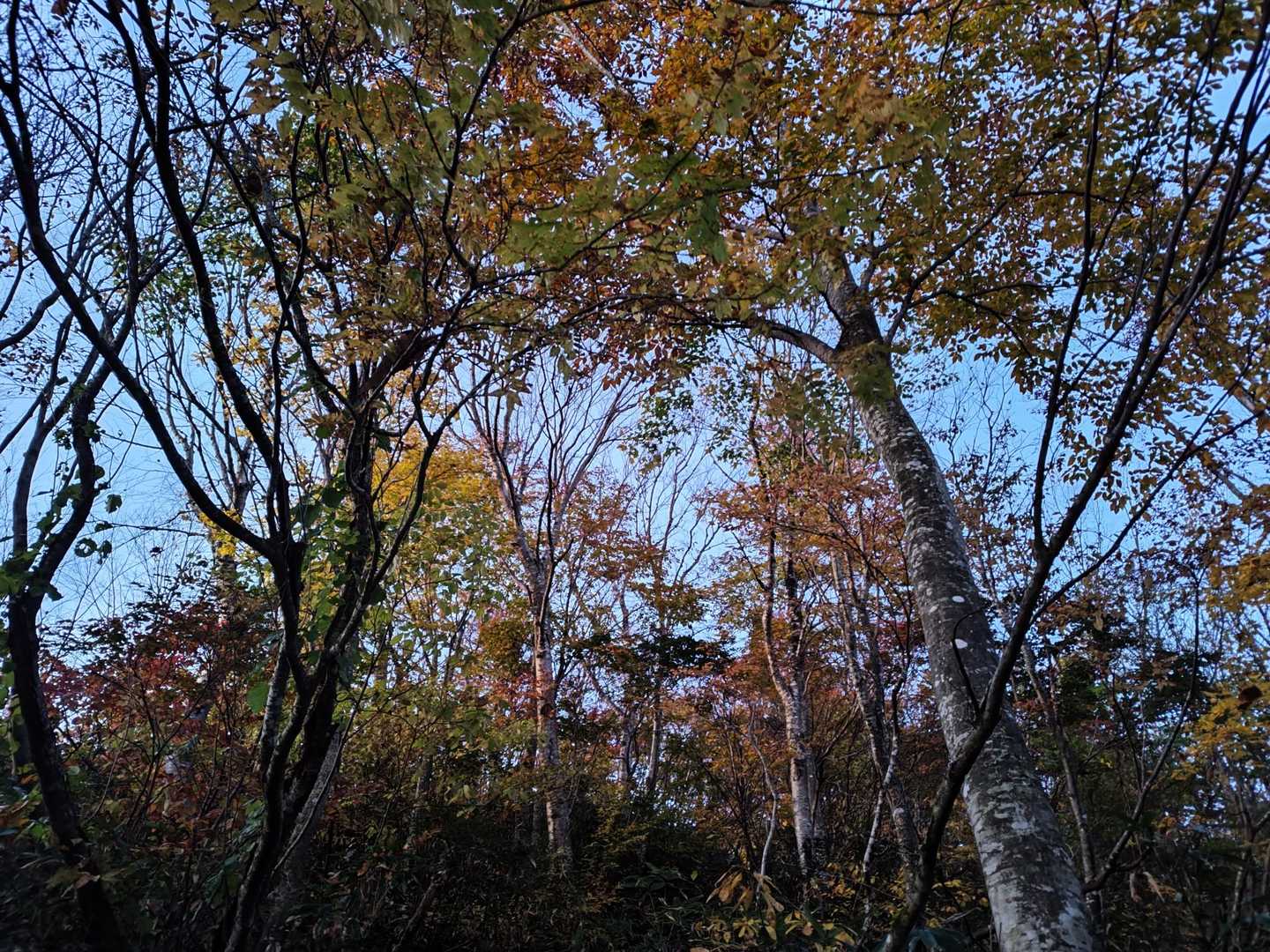 薄暗い中紅葉の樹林帯を進みます