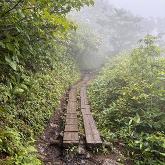 木の板が敷き詰められた道。整備してくださる方たちに頭が上がりません