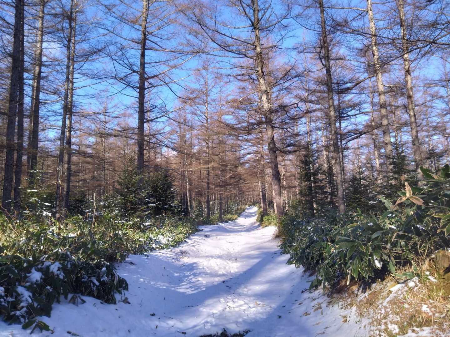 登山開始
道は雪で真っ白✨
この辺は3〜4cmくらい