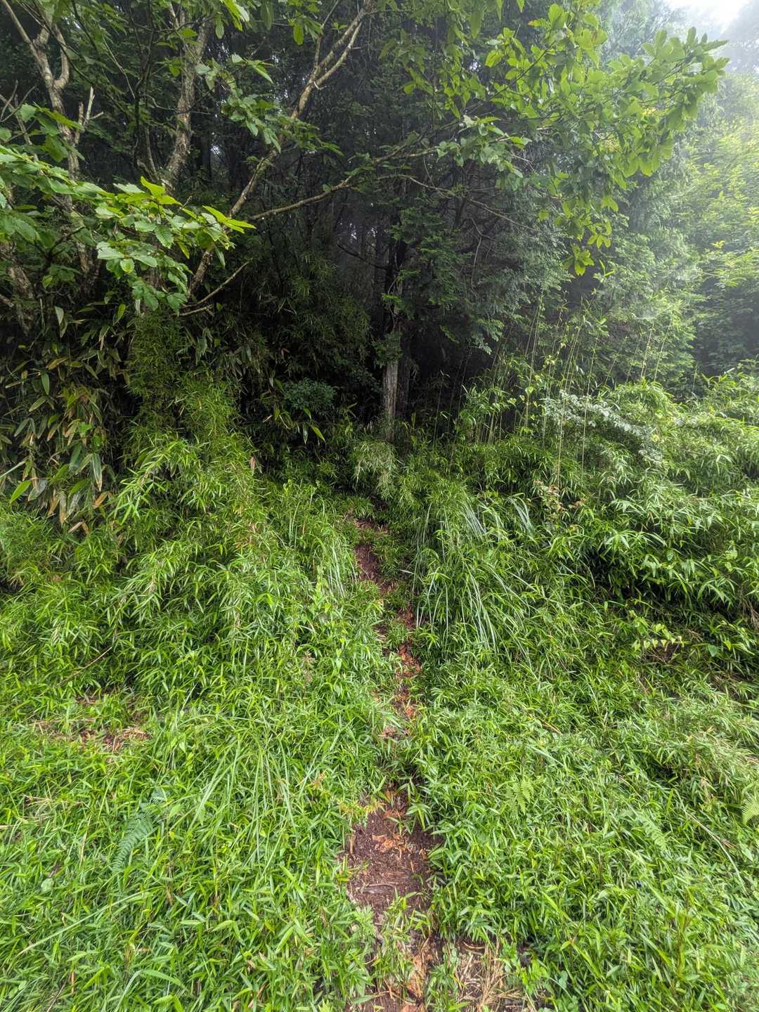 愛鷹山 往復コースの写真