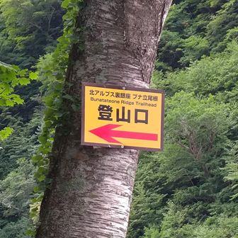 ココが…名だたる登山者の心を砕いた…ブナ立尾根…。