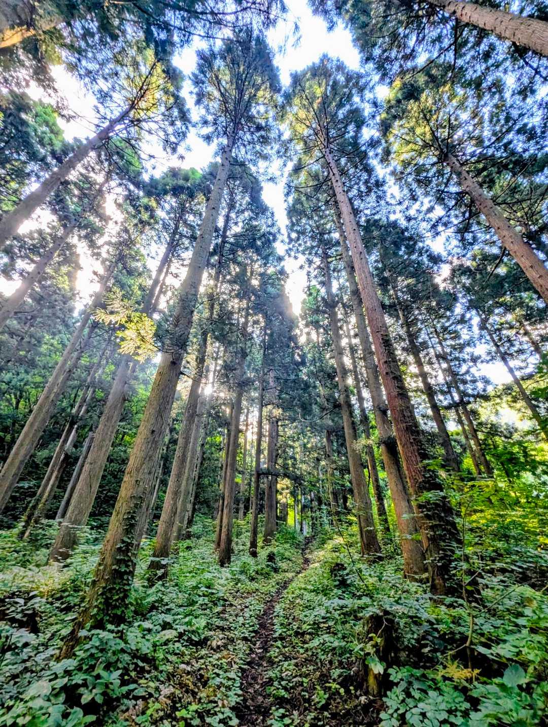 杢蔵山 往復コースの写真