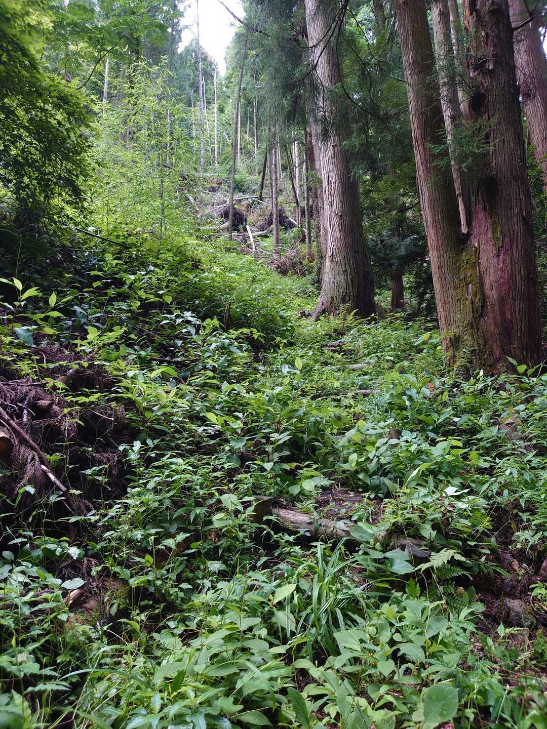 登山道の上の方は未整備なので､ ご覧のように草などが伸びて道は分かりにくいです。