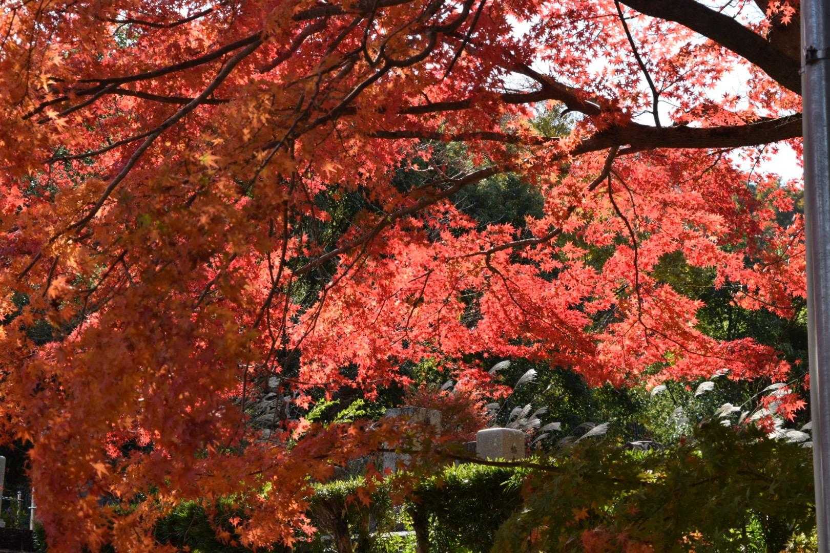 途中のお寺様の紅葉🍁は見事でした