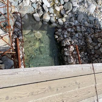 川の水は透明度抜群