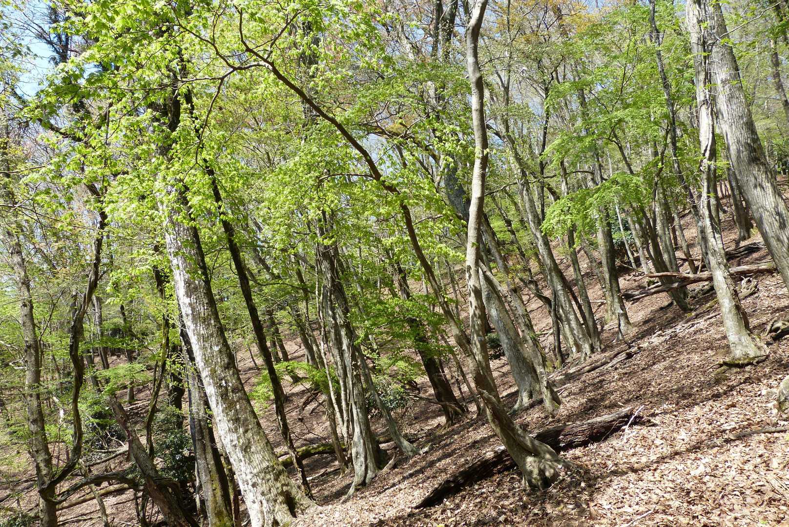 その上は、落葉広葉樹の樹林。新芽がとてもきれい。