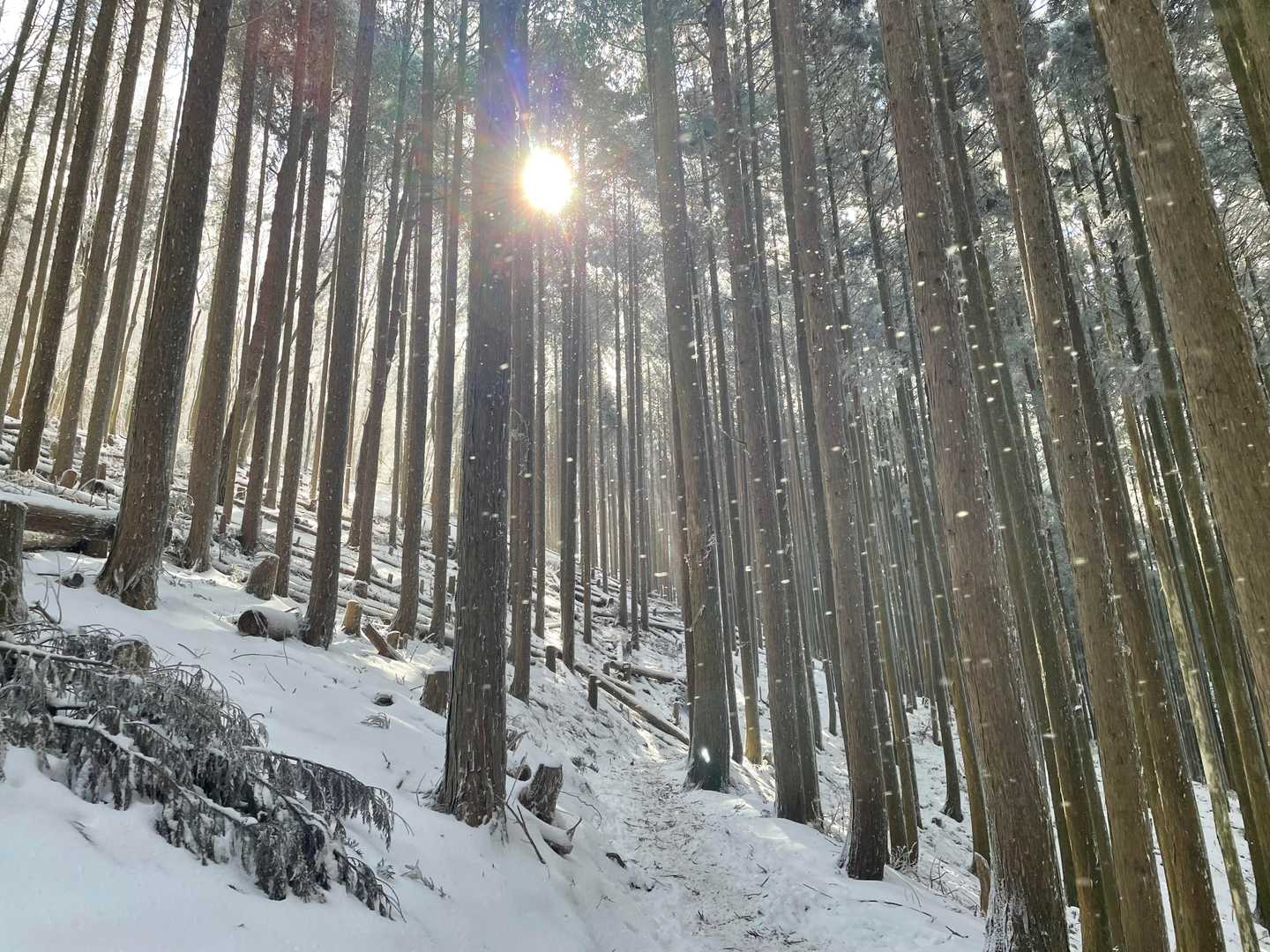 植林地
