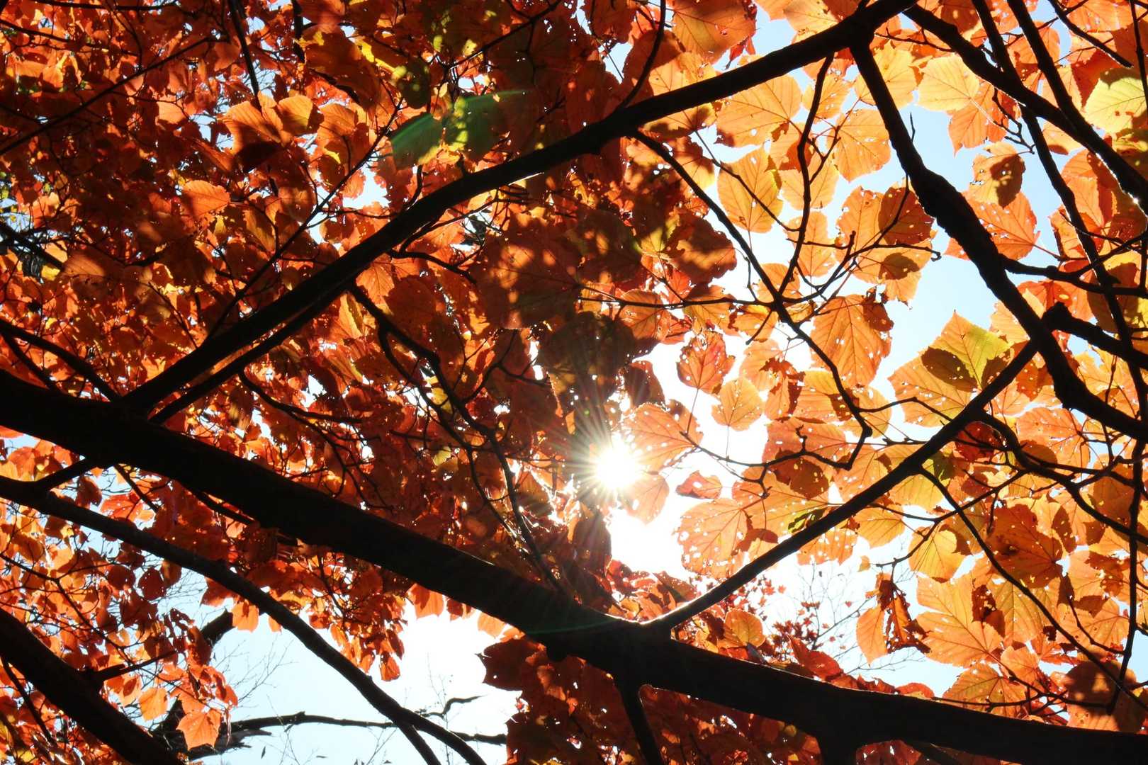 部分的に紅葉は進んでいて既に小さな穴が…🍁