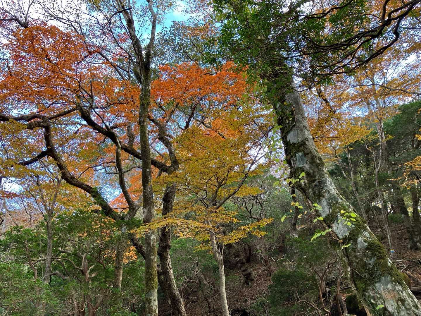 まだ紅葉🍁残ってました