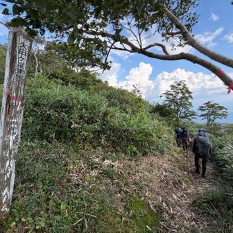 初の鮎走古道。明るく涼しいブナ林。