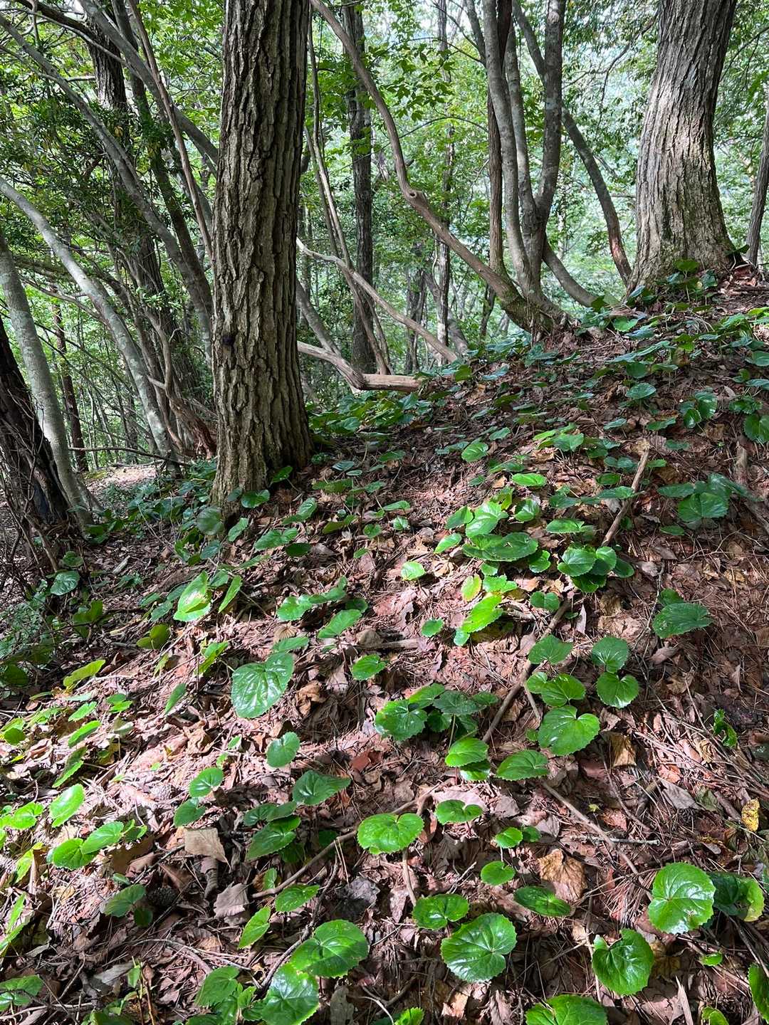 イワカガミの群生