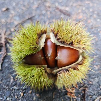 大きくて美味しそうな栗🌰