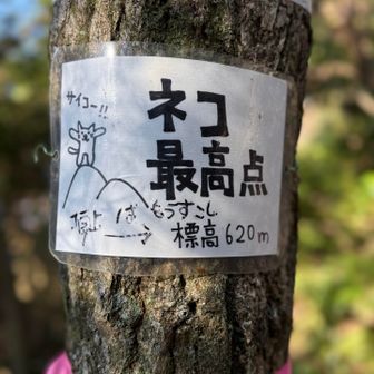 ネコ最高点🐱　ネコ山目指します