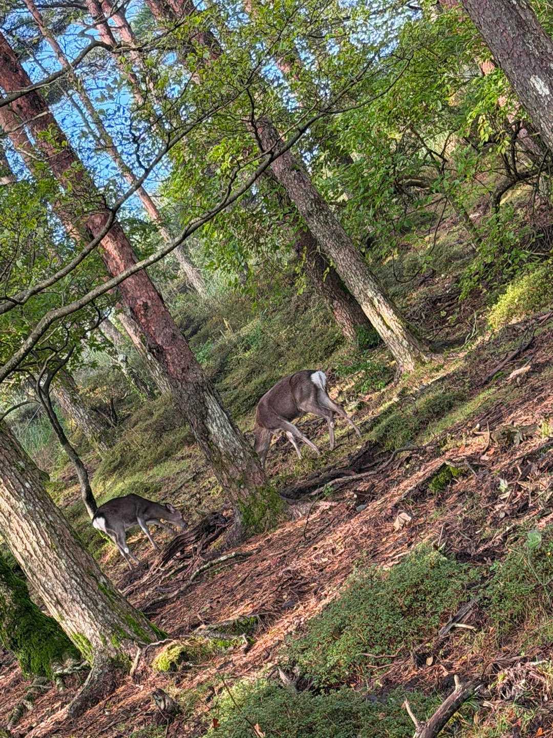 いきなり鹿３匹に会えた！🦌😳