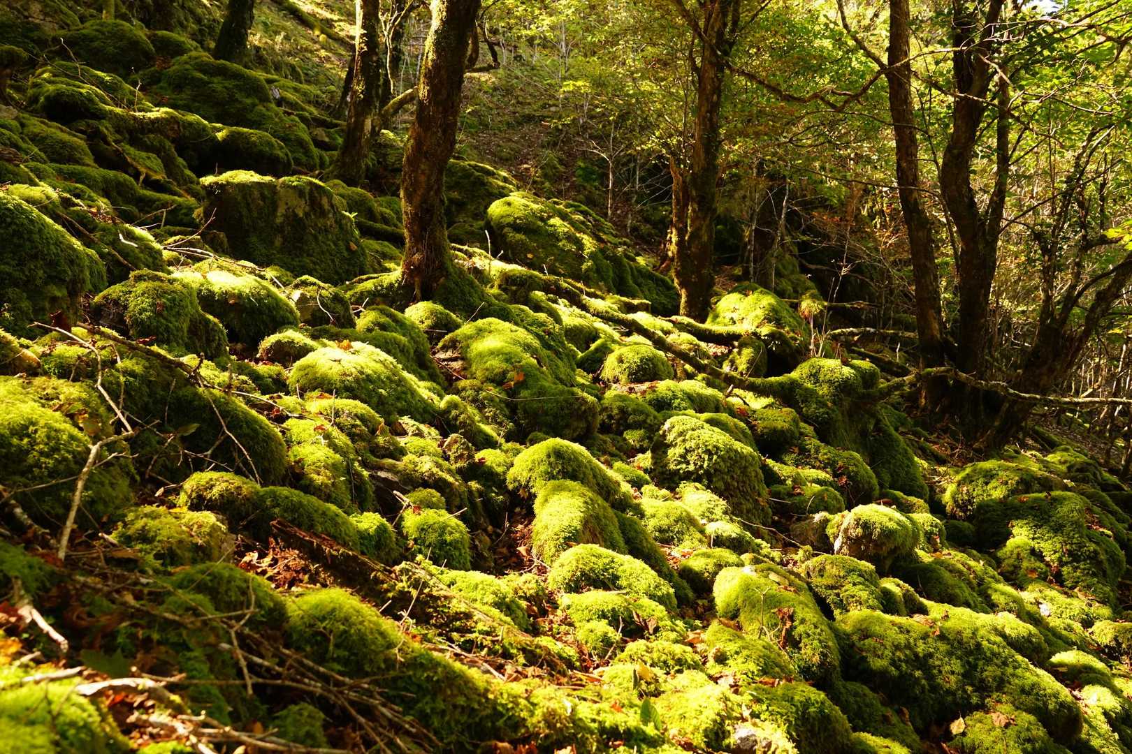 雲早山登山口-雲早山 往復コースの写真