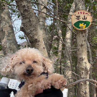 茶山👍