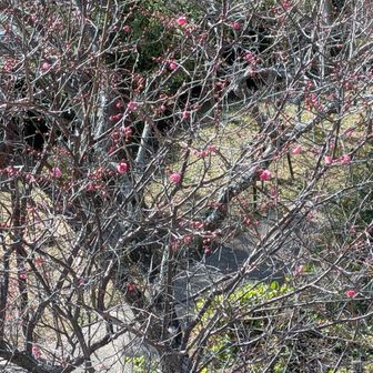 チラホラ梅の花🌸