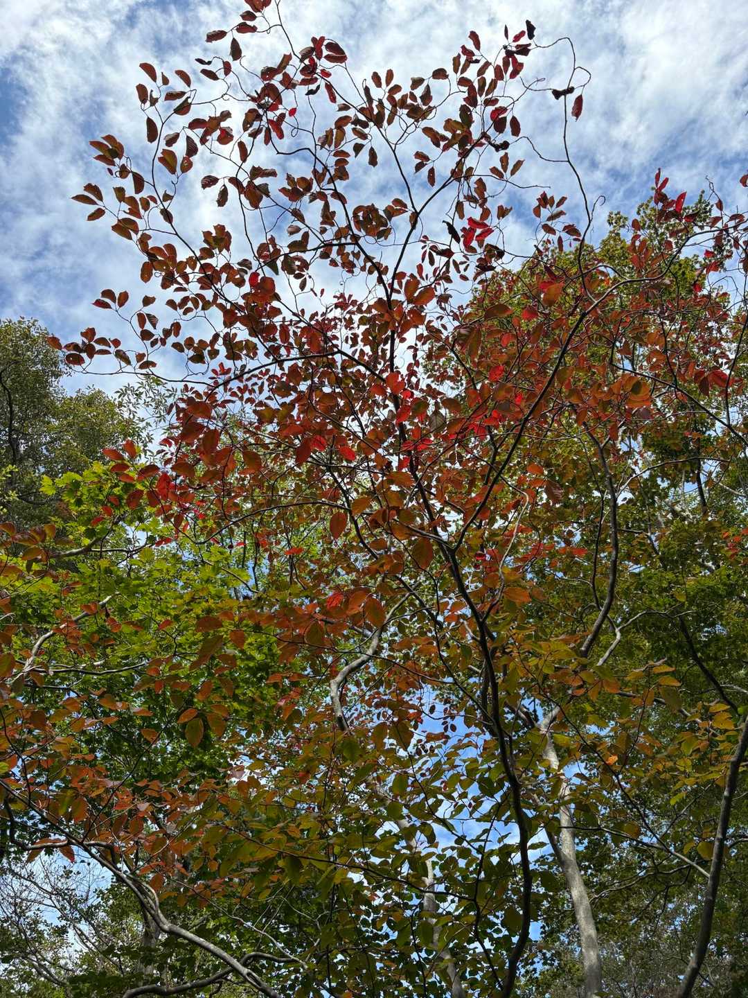 まだまだ先ですね🍁🙄